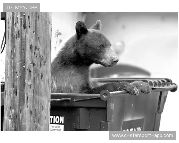 一场黑熊事件，暴露出哪些城市问题？，黑熊是哪个城市